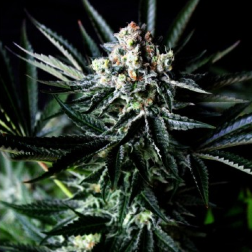 Absolute Cannabis Seeds - Amazing Auto