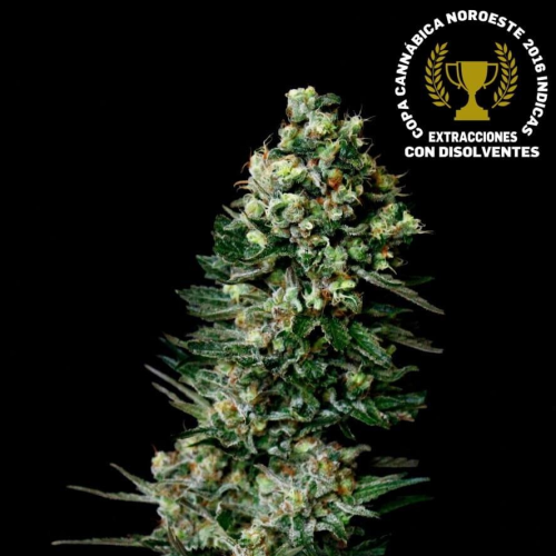 Absolute Cannabis Seeds - Chocolute F2 regular
