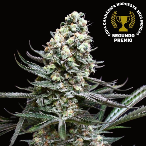 Absolute Cannabis Seeds - Nordés