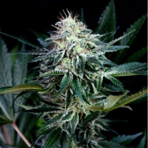 Absolute Cannabis Seeds - Radical Auto