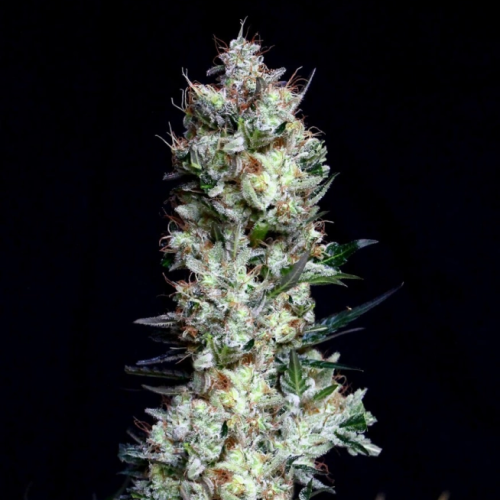 Absolute Cannabis Seeds - Rittus Haze