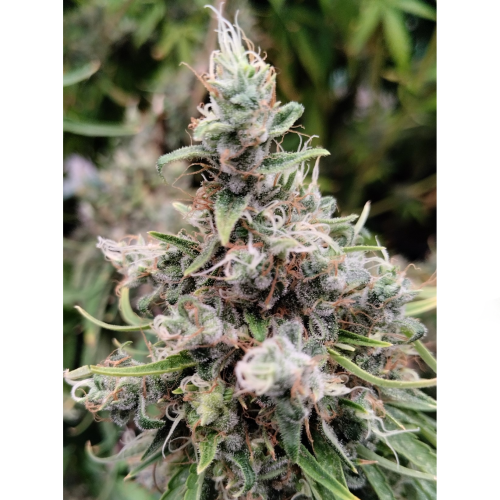 Ace Seeds - African Gas