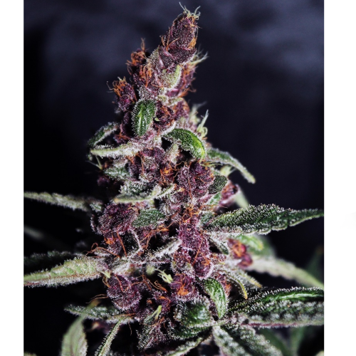 Ace Seeds - Violeta