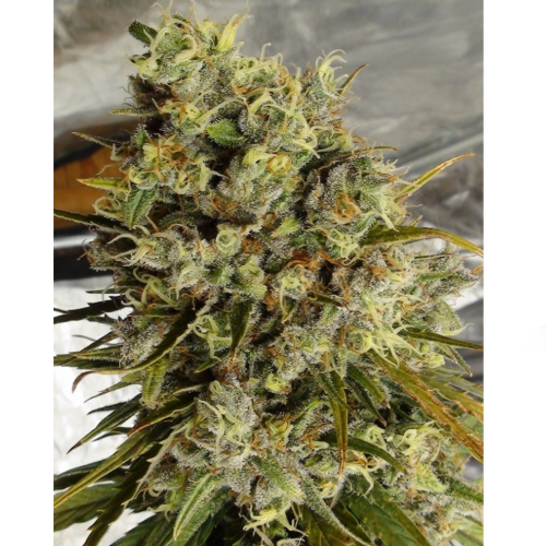 Ace Seeds - C5 Haze x Kali China