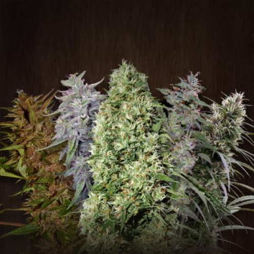 Ace Seeds - Ace Mix regular