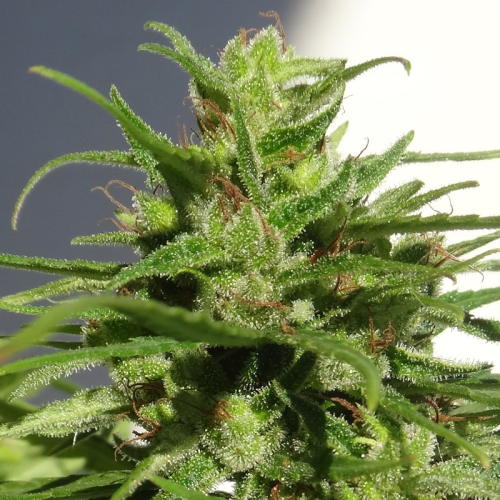 Ace Seeds - Ethiopia regular