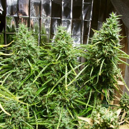 Ace Seeds - Golden Tiger regular