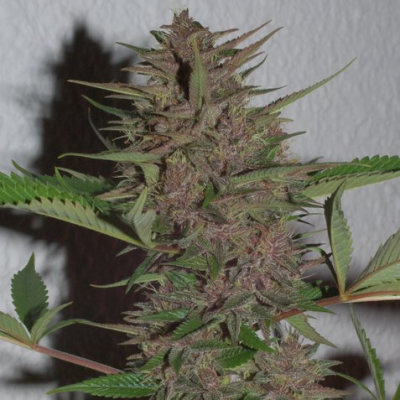 Ace Seeds - Pakistan Chitral Kush regular