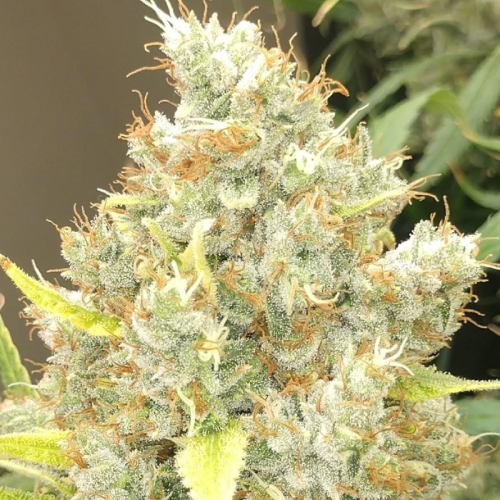 Ace Seeds - Malawi x Panama regular