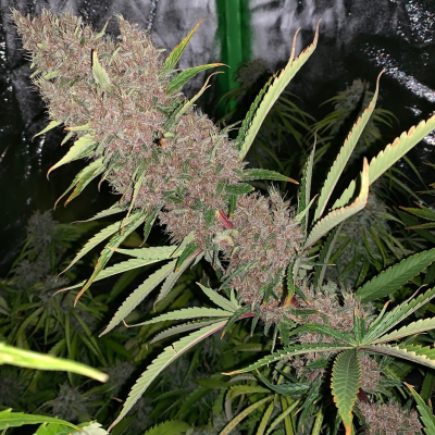 Ace Seeds - Malawi x PCK regular