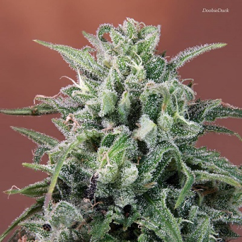 Ace Seeds - Nepal Annapurna regular