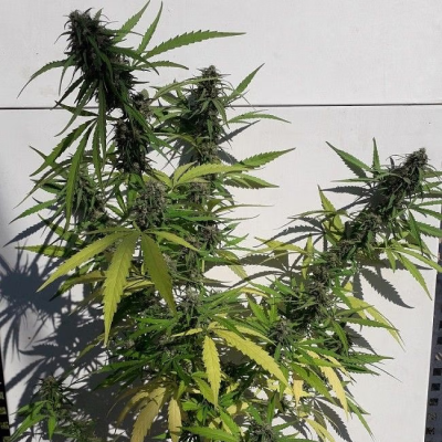 Ace Seeds - New Caledonia II regular