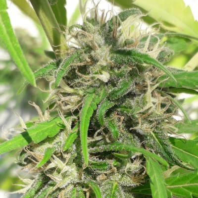 Ace Seeds - New Caledonia regular