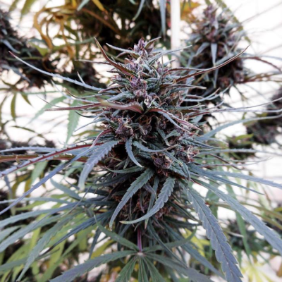 Ace Seeds - Purple Haze x Malawi regular