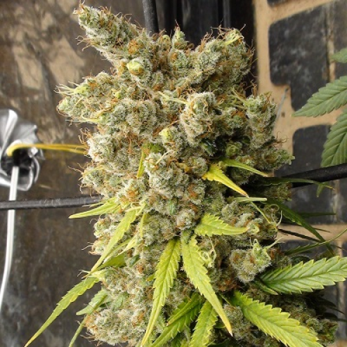 Ace Seeds - Super Malawi Haze