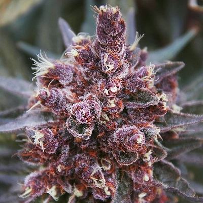 Ace Seeds - Violeta regular