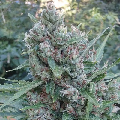 Ace Seeds - Auto Zamaldelica
