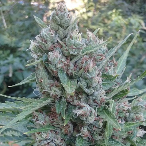 Ace Seeds - Auto Zamaldelica