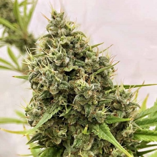 Ace Seeds - Guawi