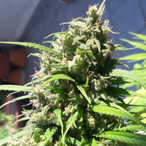 Ace Seeds - Oaxaca A5 Haze