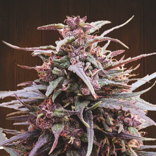 Ace Seeds - Purple Haze x Malawi