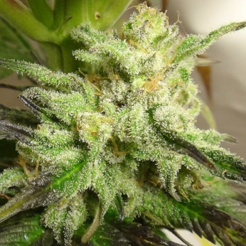 Ace Seeds - Kali China