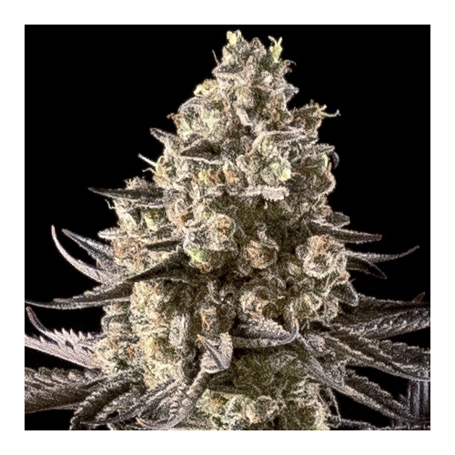 Advanced Seeds - Auto Fire Dog