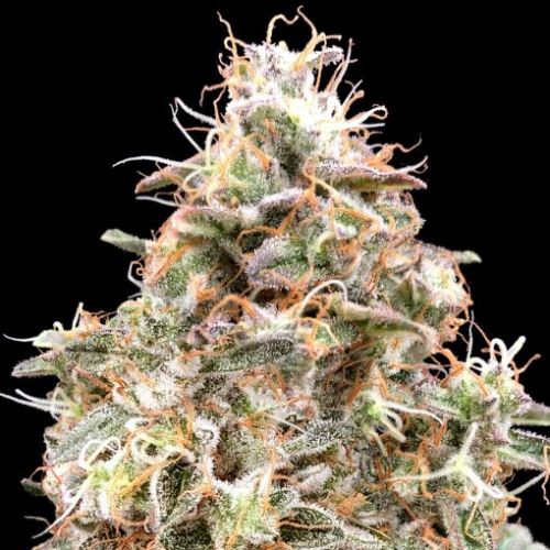 Advanced Seeds - Auto Forbidden Fruit Cake