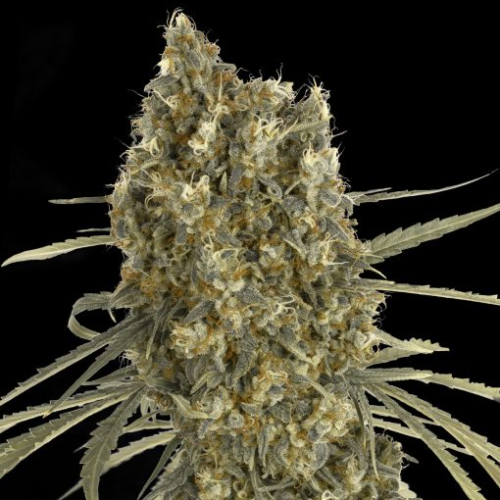 Advanced Seeds - Auto Jack Herer