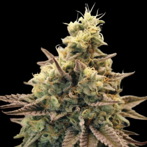 Advanced Seeds - Auto Animal Zookies