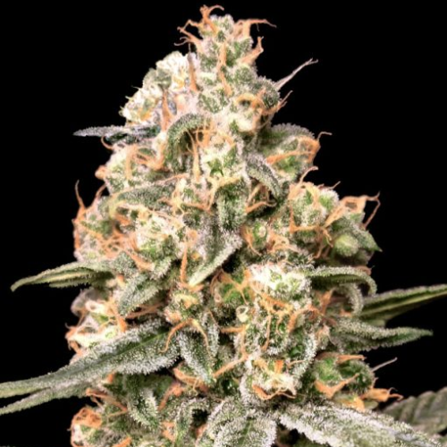 Advanced Seeds - Auto Apple Fritter