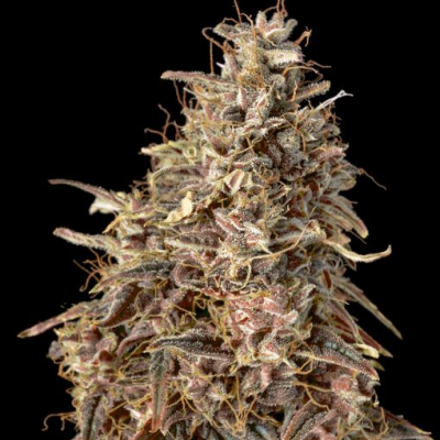 Advanced Seeds - Auto Mimosa Punch