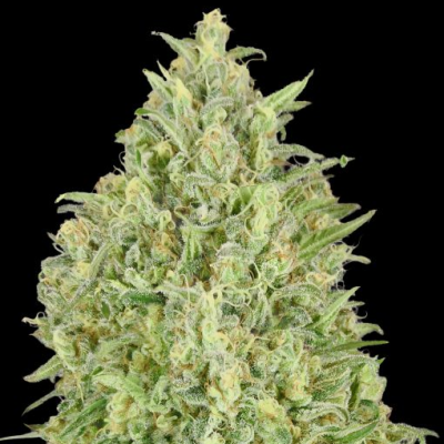 Advanced Seeds - Auto Pineapple Glue