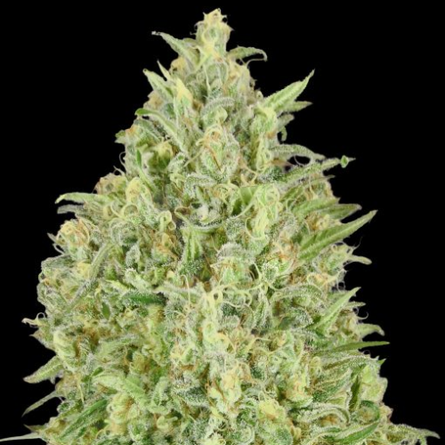 Advanced Seeds - Auto Pineapple Glue