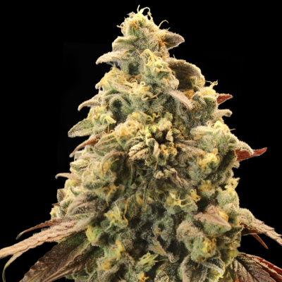 Advanced Seeds - Auto Rainbow Sherbet #11