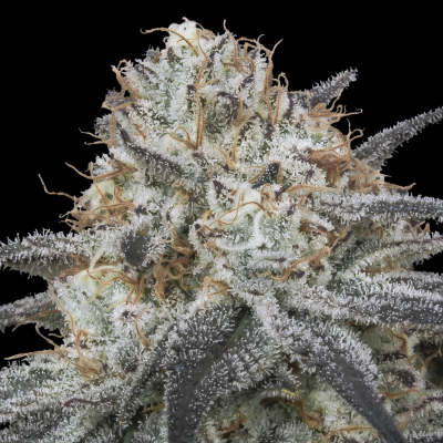 Advanced Seeds - Auto Slurricane