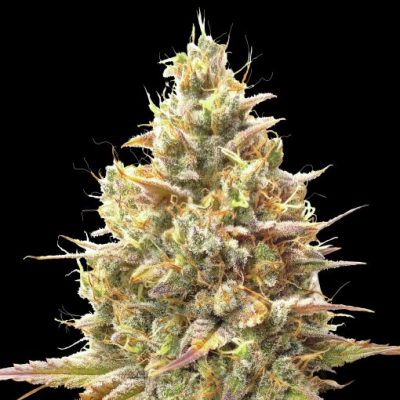 Advanced Seeds - Auto Strawberry Banana