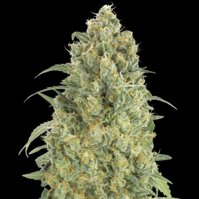 Advanced Seeds - Auto Strawberry Gum