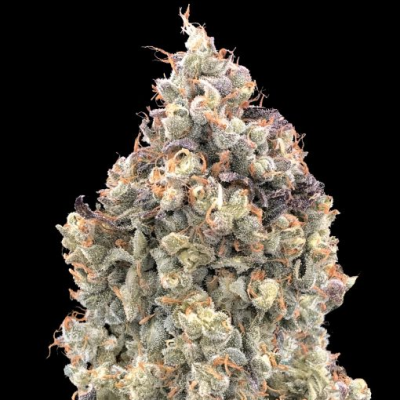 Advanced Seeds - Auto Watermelon OG