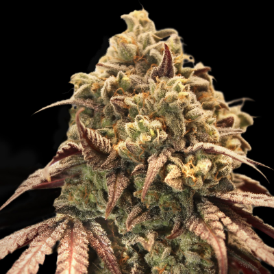Advanced Seeds - Auto Zerealz Milk