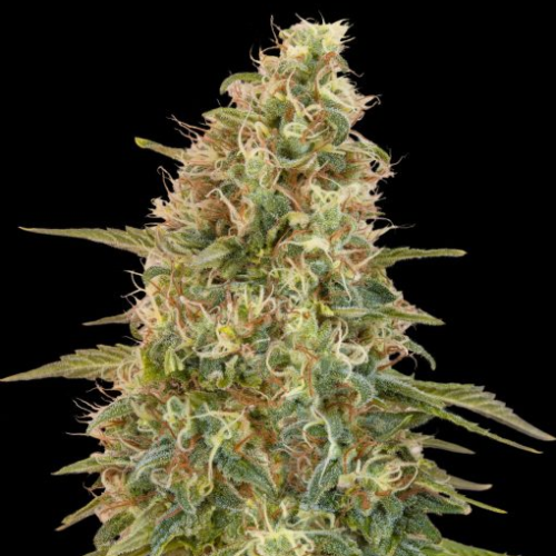 Advanced Seeds - Auto Zkittlez