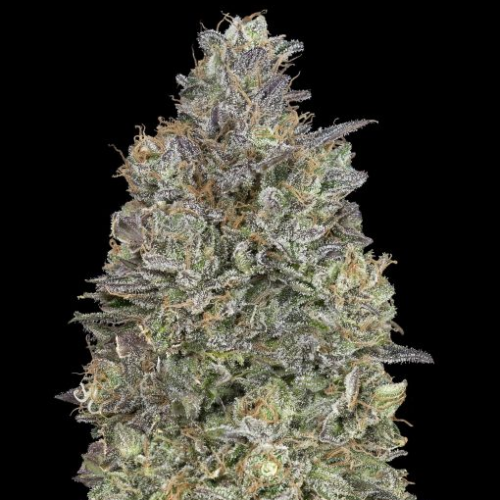 Advanced Seeds - Critical Purple Kush