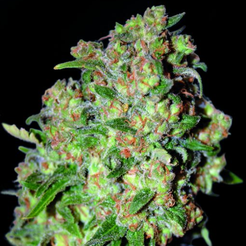 Advanced Seeds - Critical