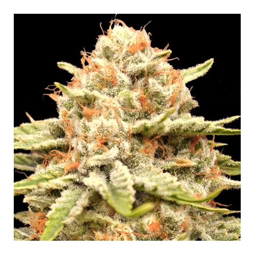 Advanced Seeds - Garlicane