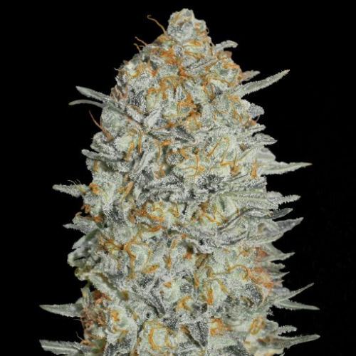 Advanced Seeds - Gelato #33