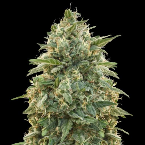 Advanced Seeds - Amnesia