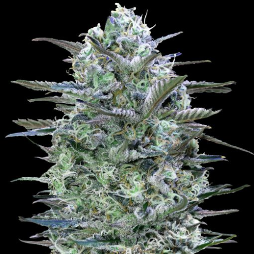 Advanced Seeds - Critical Lemon