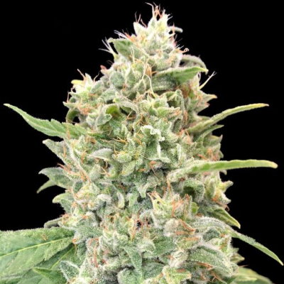 Advanced Seeds - Strawberry Banana