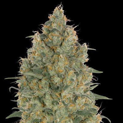 Advanced Seeds - Strawberry Gum