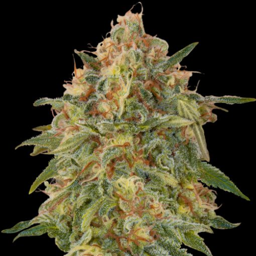 Advanced Seeds - Zkittlez